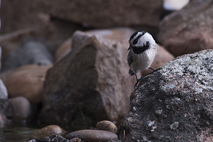 NM chickadee