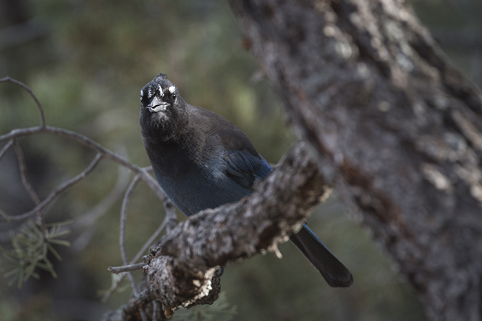 Steller's Jay Santa Fe