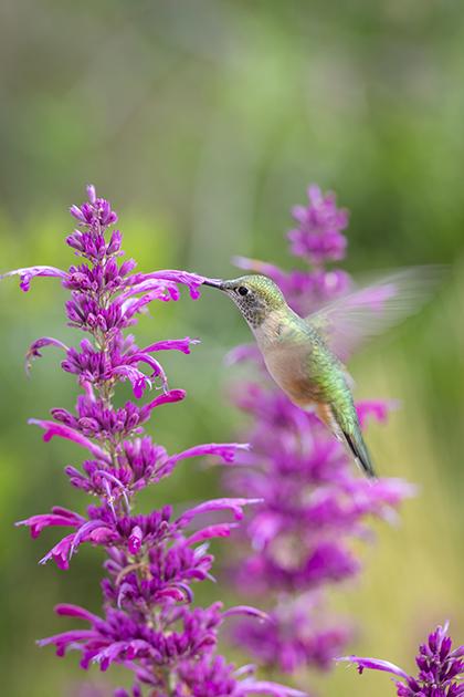 hummingbird (wildlife)