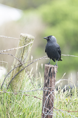 Irish Crow