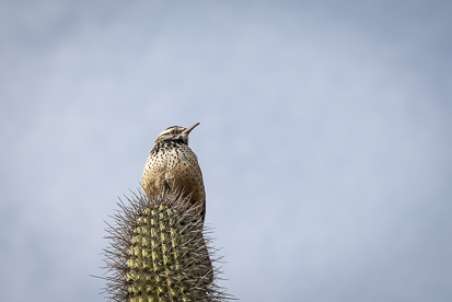 Cactus Ren